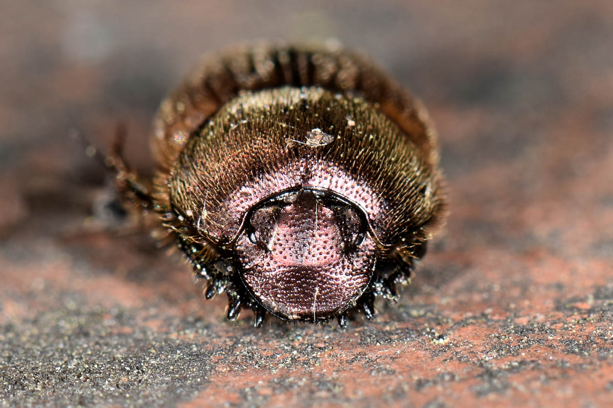 Scarabaeidae: Onthophagus coenobita? Si.